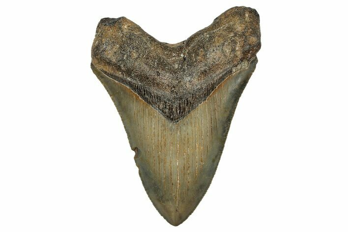Serrated, Fossil Megalodon Tooth - North Carolina #344062